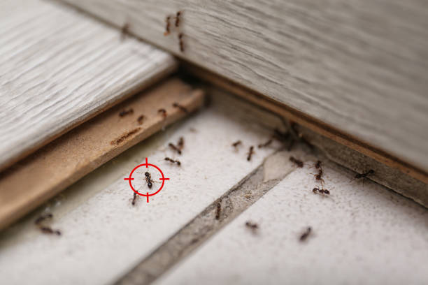Best Rat Extermination Near Me  in Due West, SC