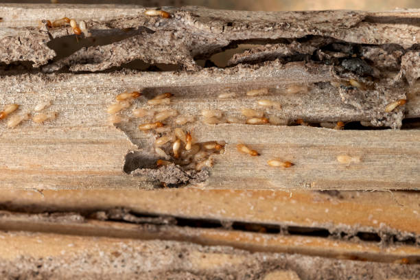 Best Commercial Pest Control Services  in Due West, SC